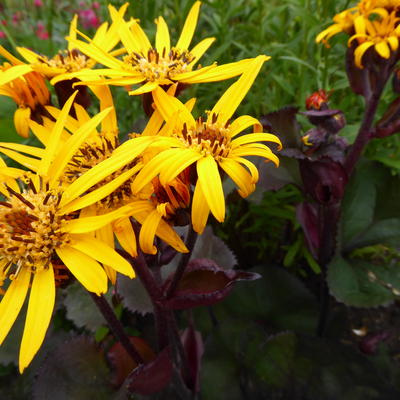 Ligularia dentata 'Britt-Marie Crawford'