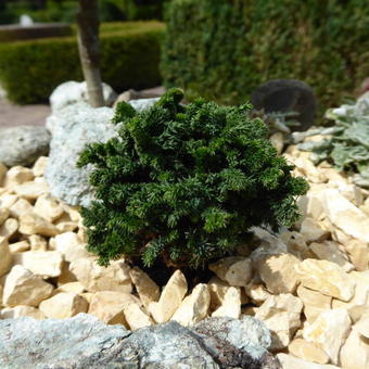 Thuja plicata 'Haley Bop'