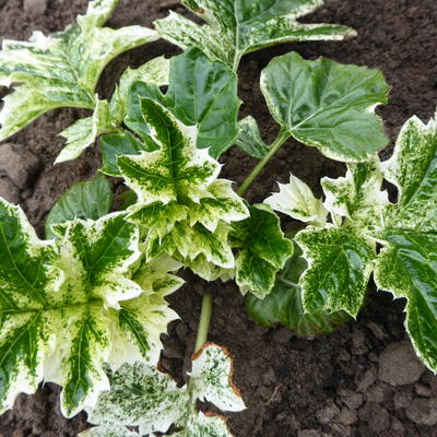 Acanthus mollis 'Whitewater' - Acanthus mollis 'Whitewater'