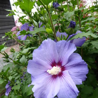 Hibiscus syriacus 'Minultra'