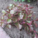 Sedum spurium 'Voodoo' - 