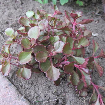 Sedum spurium 'Voodoo'