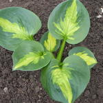 Hosta 'Sunset Grooves' - 