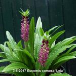 Eucomis comosa 'Leia' - 