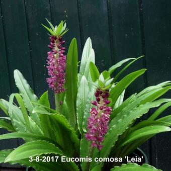 Eucomis comosa 'Leia'