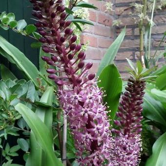 Eucomis comosa 'Sparkling Burgundy'