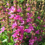 Lythrum salicaria 'Robin' - 