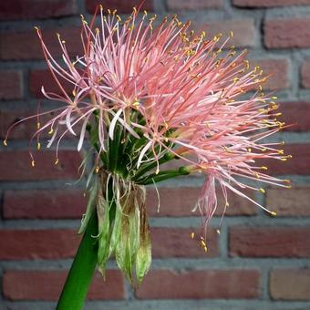 Scadoxus multiflorus subsp. katharinae