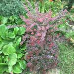 Berberis x media 'Parkjuweel' - 