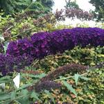 Buddleja davidii 'Purple Emperor' - 