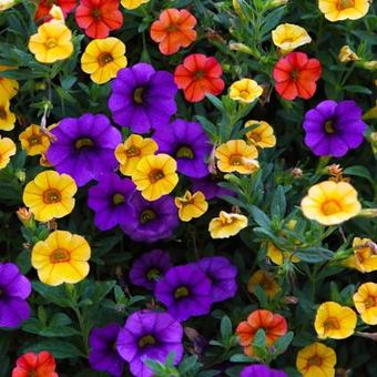 Calibrachoa Million Bells Series