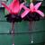 Fuchsia 'Roesse Blacky'