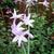 Tulbaghia violacea 'Silver Lace'