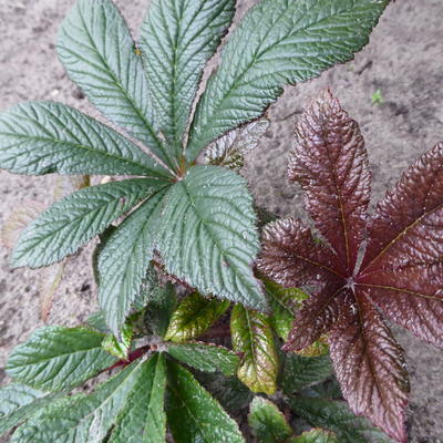 Rodgersia pinnata 'Bronze Peacock' - Rodgersia pinnata 'Bronze Peacock'