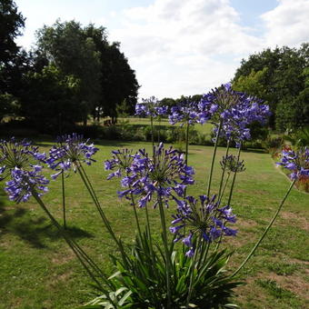 Agapanthus 'Martine'