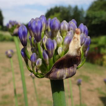 Agapanthus 'Martine'