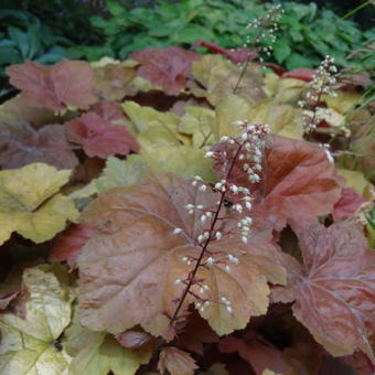 Heuchera 'Southern Comfort'