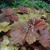 Heuchera 'Southern Comfort'