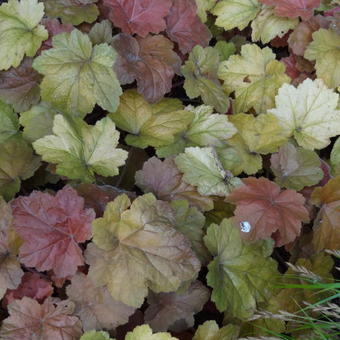 Heuchera 'Southern Comfort'