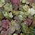 Heuchera 'Southern Comfort'