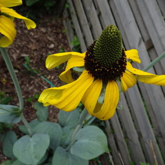 Rudbeckia maxima