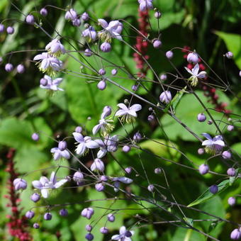 Thalictrum delavayi 'Ankum'