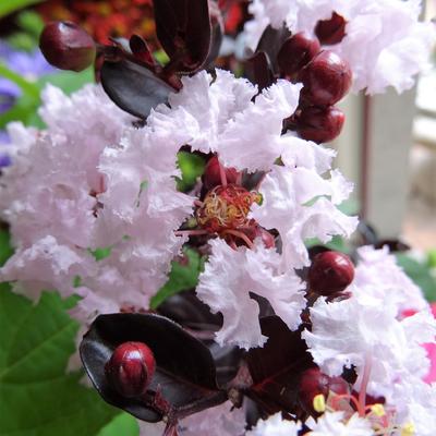 Lagerstroemia indica 'BLACK DIAMOND Blush' - 