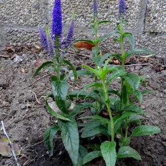 Veronica 'FIRST Glory'