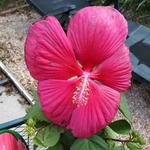 Hibiscus moscheutos 'EXTREME Magenta' - 