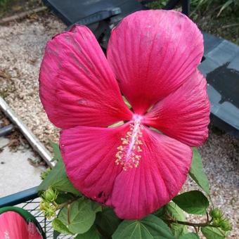 Hibiscus moscheutos 'EXTREME Magenta'