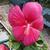 Hibiscus moscheutos 'EXTREME Magenta'