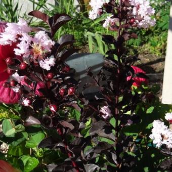 Lagerstroemia indica 'BLACK DIAMOND Blush'