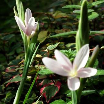 Hesperantha coccinea 'Pink Princess'