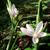 Hesperantha coccinea 'Pink Princess'