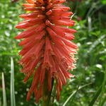 Kniphofia 'POCO Red' - 