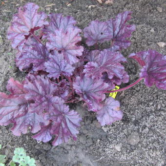 Heuchera 'FOREVER Purple'