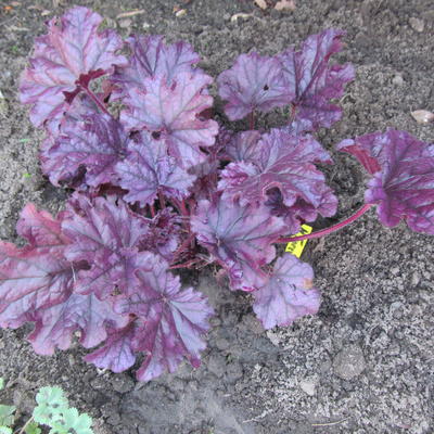 Heuchera 'FOREVER Purple'