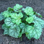 Heuchera americana 'Marvelous Marble' - 