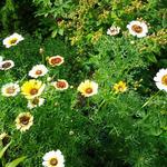 Chrysanthemum carinatum 'Cockade' - 