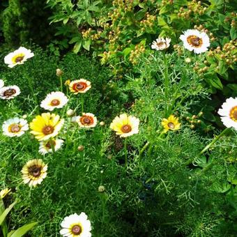 Chrysanthemum carinatum 'Cockade'