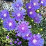 Stokesia Laevis 'Mels Blue' - Stokesia Laevis 'Mels Blue'