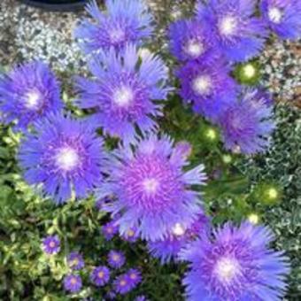 Stokesia Laevis 'Mels Blue'