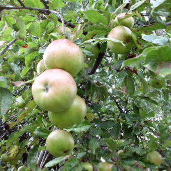 Malus domestica ´Idared´