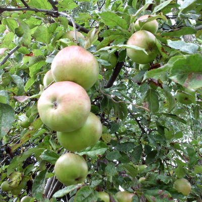 Malus domestica ´Idared´ - 