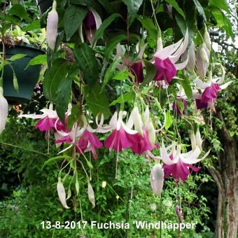 Fuchsia 'Windhapper'