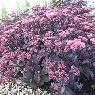 Sedum telephium 'Karfunkelstein' - 