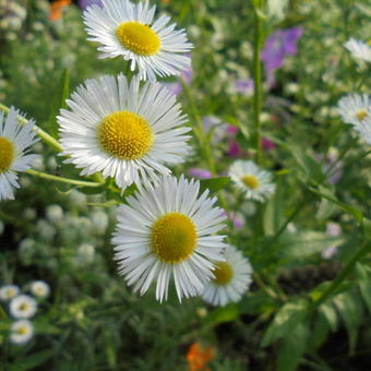 Erigeron annuus