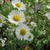 Erigeron annuus