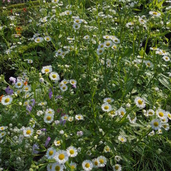 Erigeron annuus