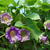 Cobaea scandens